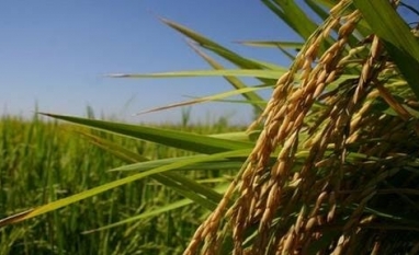 Produtora de grãos Diamante do Tocantins entra em recuperação judicial