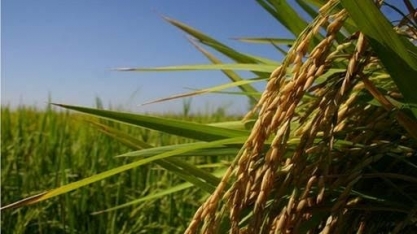 Produtora de grãos Diamante do Tocantins entra em recuperação judicial