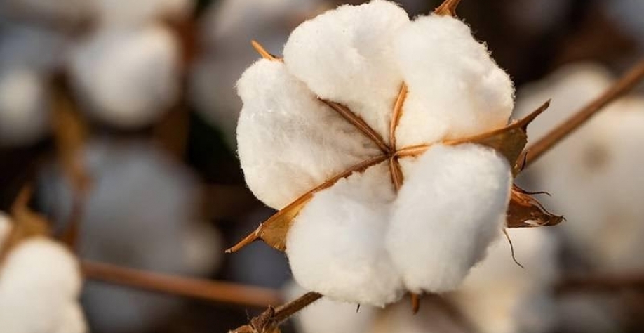 Exportação de algodão do Brasil bateu recorde em março