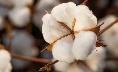 Exportação de algodão do Brasil bateu recorde em março