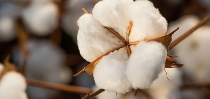 Exportação de algodão do Brasil bateu recorde em março