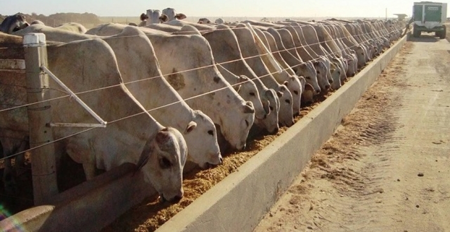 Confinamento segue firme apesar de custos altos e incertezas na demanda 