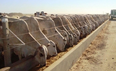 Confinamento segue firme apesar de custos altos e incertezas na demanda 