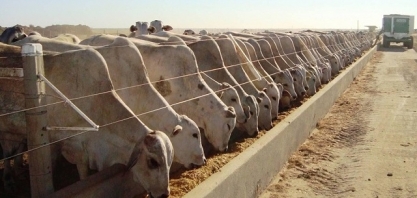 Confinamento segue firme apesar de custos altos e incertezas na demanda 