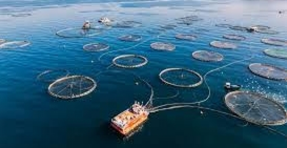 Brasil se destaca na produção de ração para aquicultura em 2025