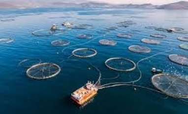 Brasil se destaca na produção de ração para aquicultura em 2025