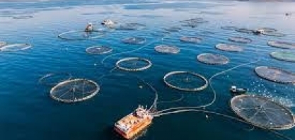 Brasil se destaca na produção de ração para aquicultura em 2025