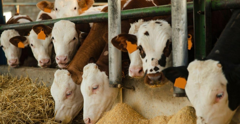 SP:Relação entre arroba do boi e milho atinge melhor proporção em 12 anos