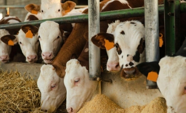 SP:Relação entre arroba do boi e milho atinge melhor proporção em 12 anos