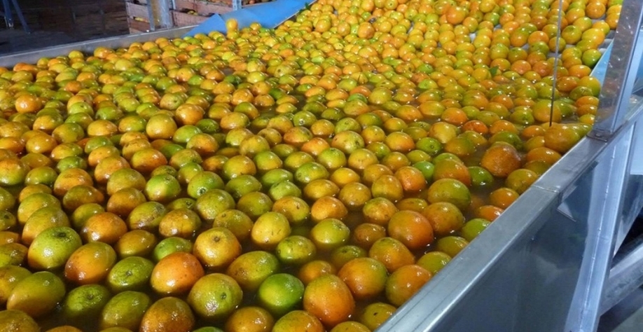 Nova safra de laranja se aproxima com incertezas nos contratos