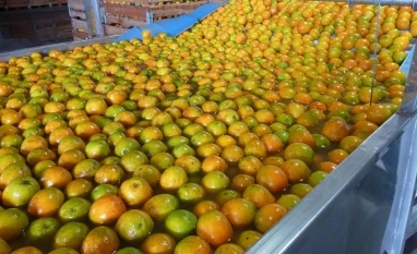 Nova safra de laranja se aproxima com incertezas nos contratos