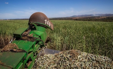 Conab aumenta estimativa de produção de cana em 2025/26