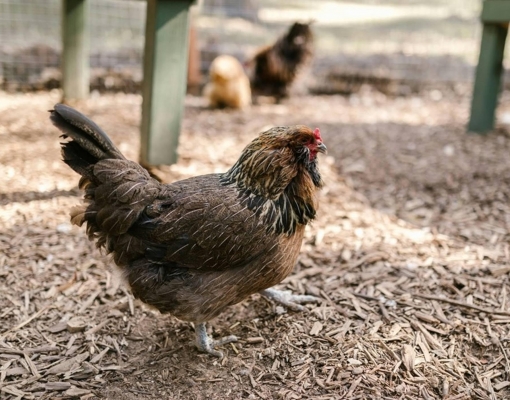 Chile registra caso de gripe aviária; Brasil investiga 4 suspeitas