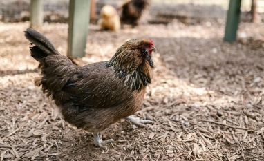 Chile registra caso de gripe aviária; Brasil investiga 4 suspeitas