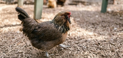 Chile registra caso de gripe aviária; Brasil investiga 4 suspeitas