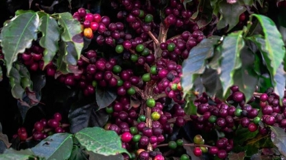 Produção de café na Colômbia cai 33,5% no primeiro trimestre