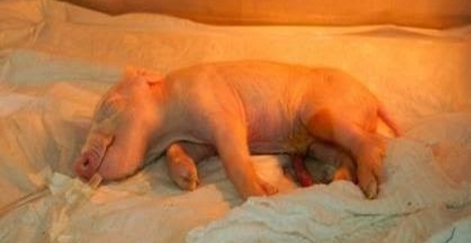 Brasil cria 1º porco clonado da América Latina para fornecer órgãos ao SUS