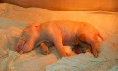 Brasil cria 1º porco clonado da América Latina para fornecer órgãos ao SUS