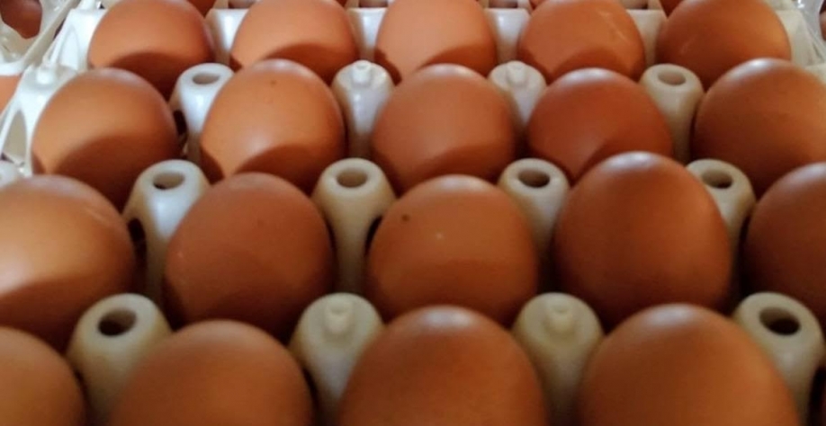 Empresa gaúcha bate recorde mundial na produção de ovos