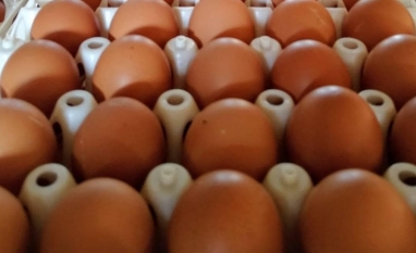 Empresa gaúcha bate recorde mundial na produção de ovos