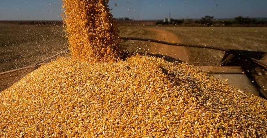 Preços ao produtor agropecuário caíram quase 10% no primeiro trimestre