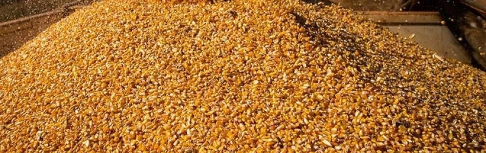 Preços ao produtor agropecuário caíram quase 10% no primeiro trimestre