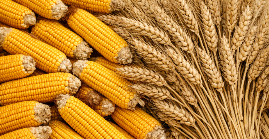 Março termina com volume recorde de exportação de soja e milho