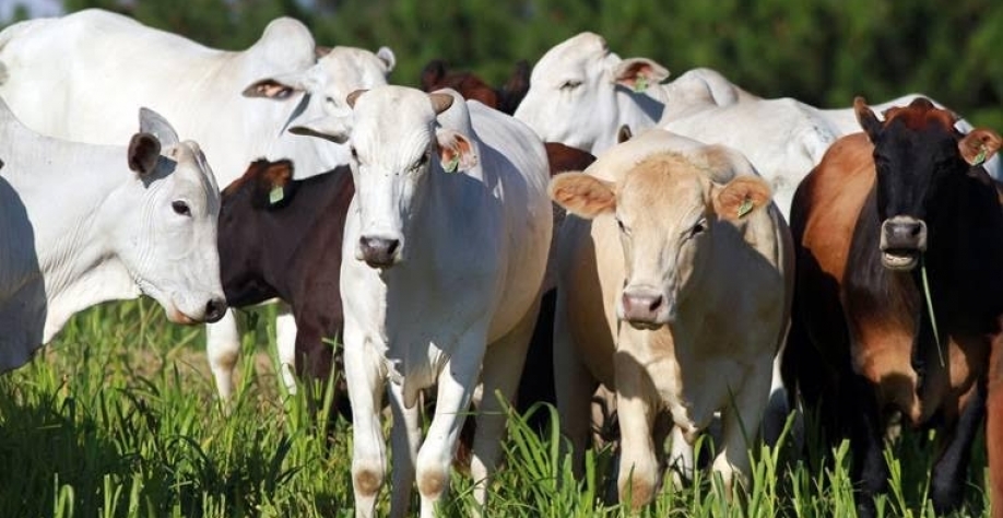  Preço do boi gordo segue firme, mas há sinais de queda a partir de maio