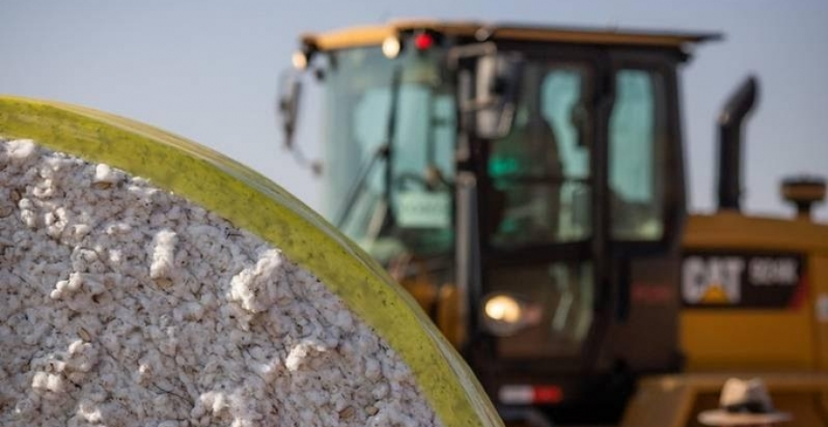 Preços do algodão oscilam, mas exportações batem recordes