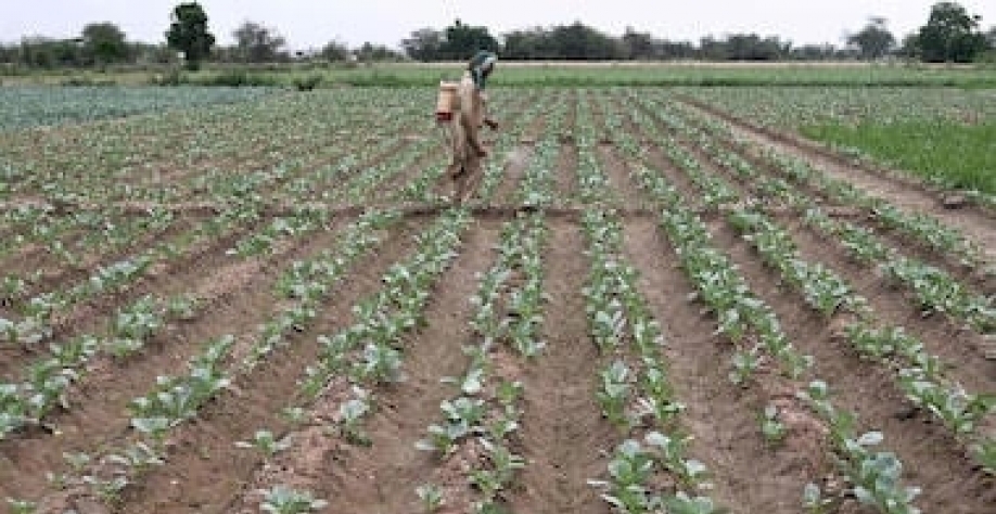 Alta dos fertilizantes deve atingir países emergentes ‘severamente’