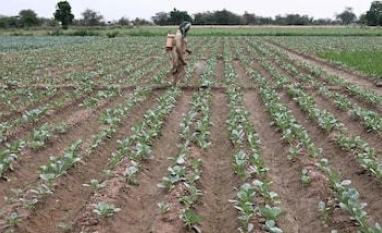 Alta dos fertilizantes deve atingir países emergentes ‘severamente’