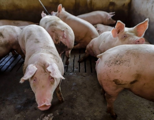 Preços do suíno vivo e da carne sofrem fortes quedas em abril