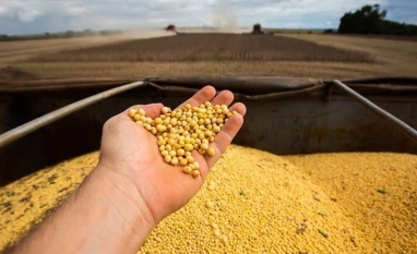 USDA reduz previsão para exportações de soja dos EUA em 2025/26