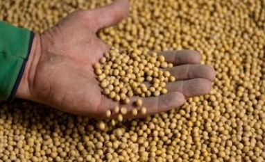 Soja: Enquanto se discutem contratos do passado, a China planeja o futuro