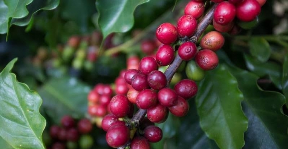 Colheita de café no Brasil atrasa devido à umidade nas lavouras