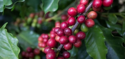Colheita de café no Brasil atrasa devido à umidade nas lavouras