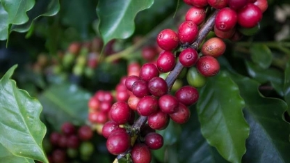 Colheita de café no Brasil atrasa devido à umidade nas lavouras