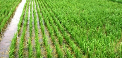 Guerra no Irã e El Niño ameaçam produção mundial de arroz
