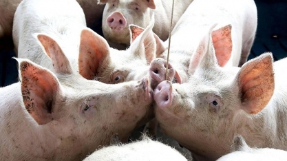 Produção e consumo de carne suína crescem no Brasil