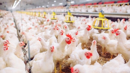 MBRF: Lucro cresce 26%, para R$ 111 milhões no 1T26