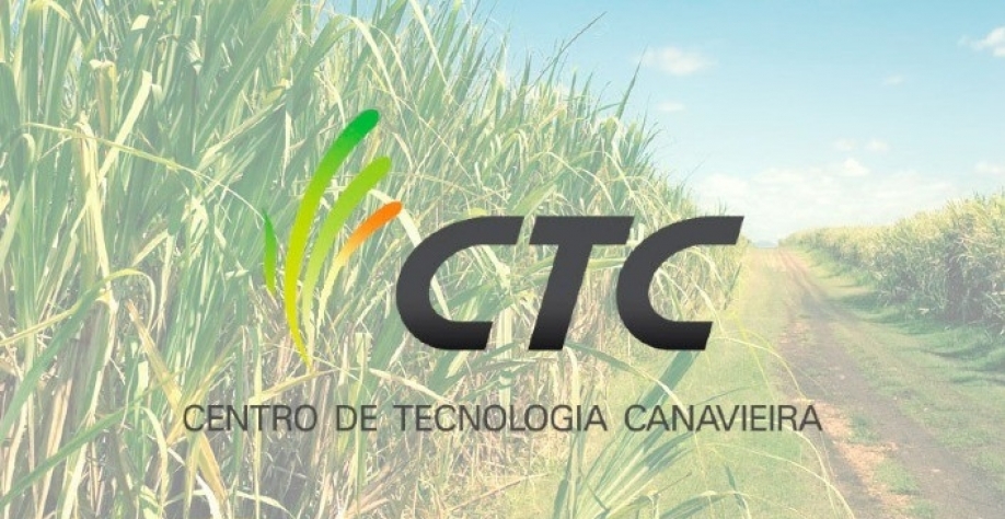 CNTBio aprova cana transgênica do CTC resistente à broca e a herbicida 