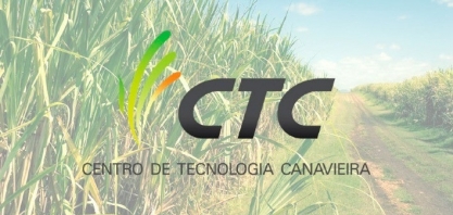 CNTBio aprova cana transgênica do CTC resistente à broca e a herbicida 