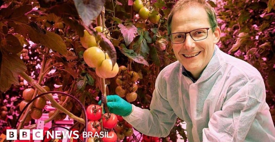 Holanda: 3º maior exportador de alimentos apesar de território pequeno