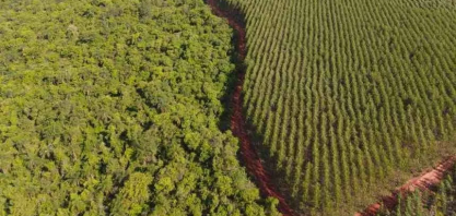 Setor de florestas plantadas fatura R$ 240 bilhões e bate recordes