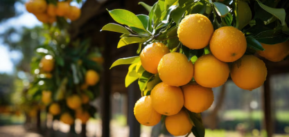 SP e MG: Produção de laranja deverá cair 12,9% na próxima safra