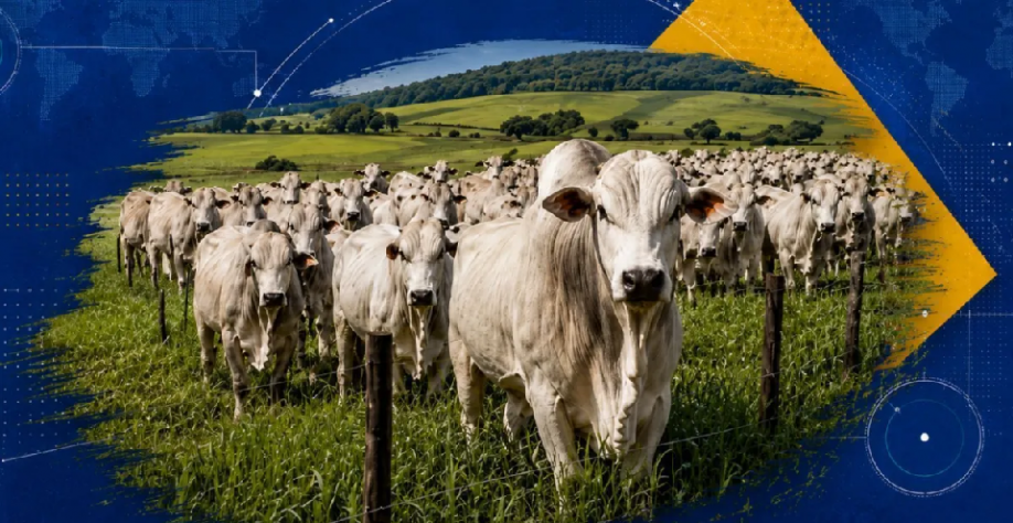 Agro: Por que o Brasil produz tanto, mas captura tão pouco valor?