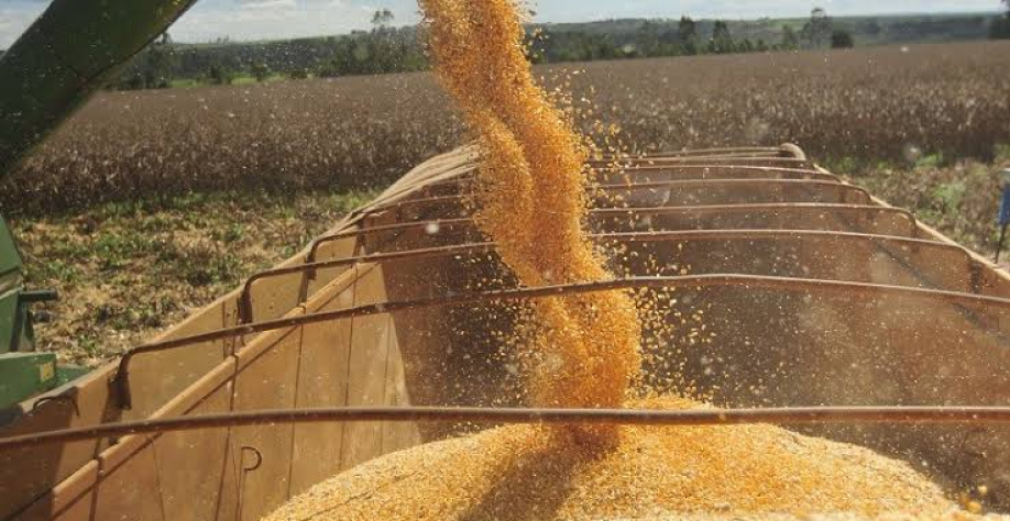 Colheita de milho segunda safra começa com quebra consolidada no País