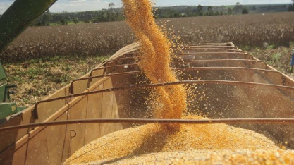 Colheita de milho segunda safra começa com quebra consolidada no País