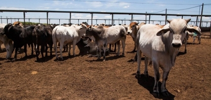 Preço do boi gordo volta a cair com cota chinesa próxima do fim