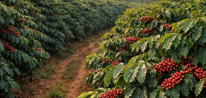 Brasil deve ter maior safra de café da história, mas clima preocupa setor